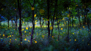 Magic Fireflies Wall Mural Wallpaper - Canvas Art Rocks - 1