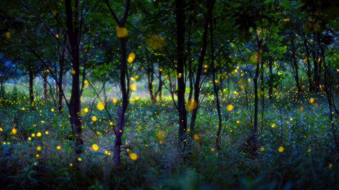 Magic Fireflies Wall Mural Wallpaper