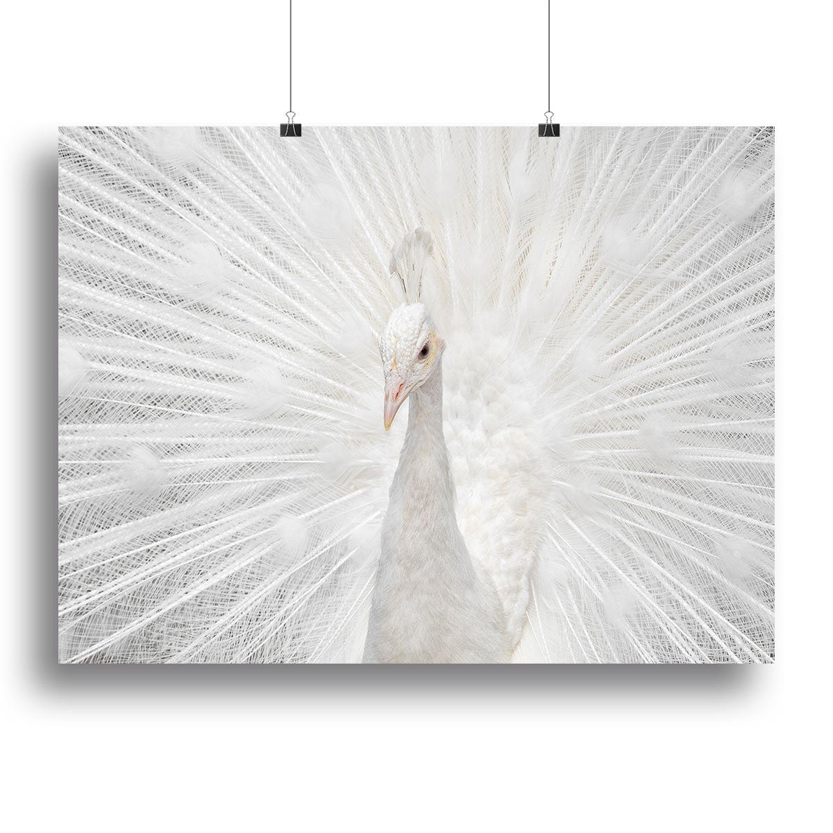 Splendid Whitie Peacock Canvas Print or Poster - Canvas Art Rocks - 2