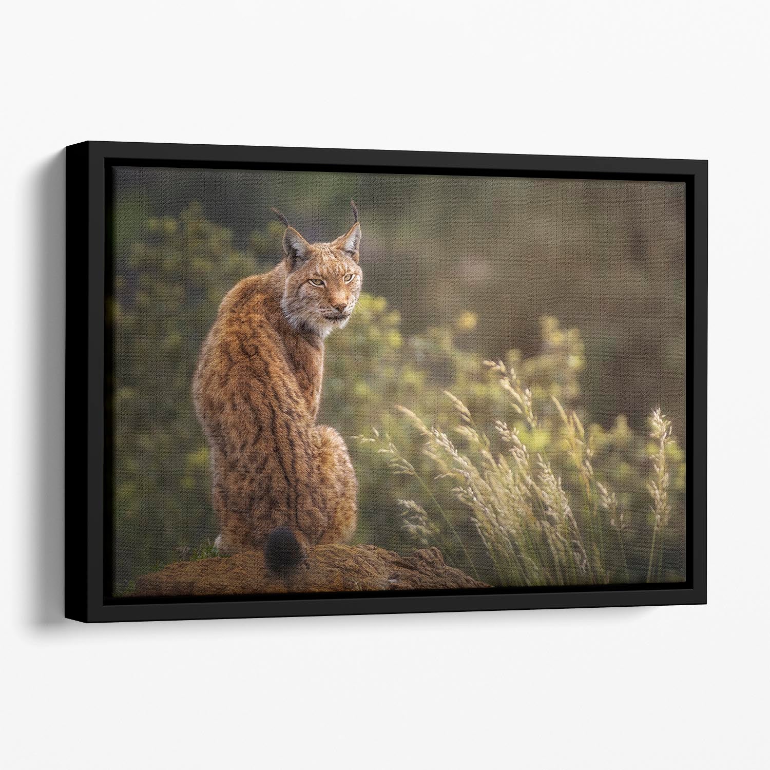 Lynx Fine Art Floating Framed Canvas - Canvas Art Rocks - 1