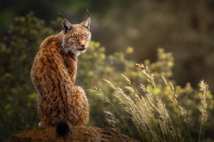 Lynx Fine Art Wall Mural Wallpaper - Canvas Art Rocks - 1