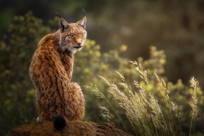 Lynx Fine Art Wall Mural Wallpaper