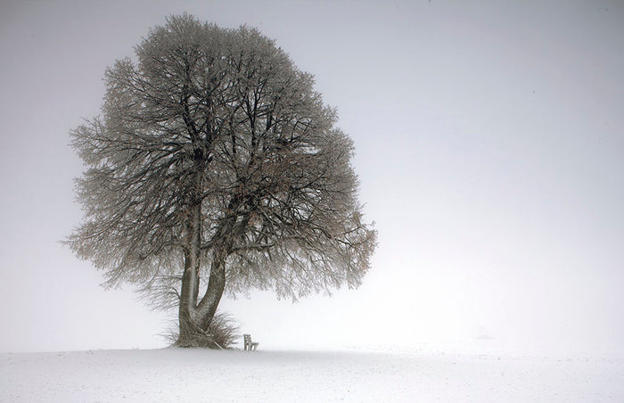 Winter Tree Wall Mural Wallpaper