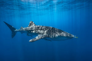 Whale Shark In The Blue Wall Mural Wallpaper - Canvas Art Rocks - 1