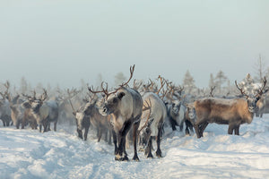 Reindeers Wall Mural Wallpaper - Canvas Art Rocks - 1