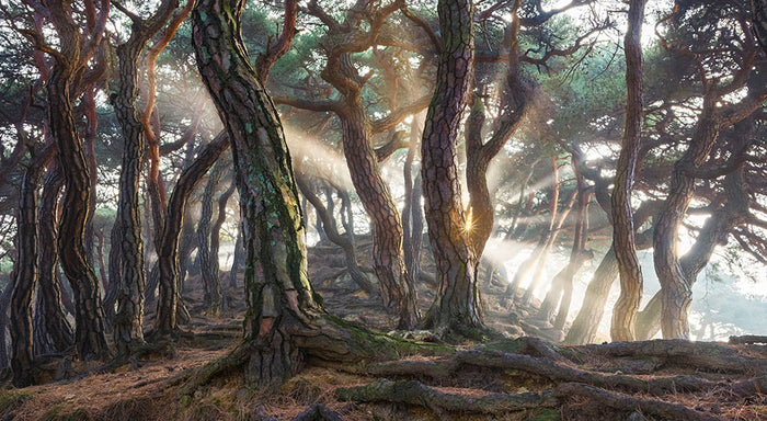 Sacred Pine Trees Wall Mural Wallpaper