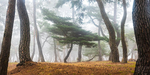 In The Misty Pine Forest Wall Mural Wallpaper - Canvas Art Rocks - 1