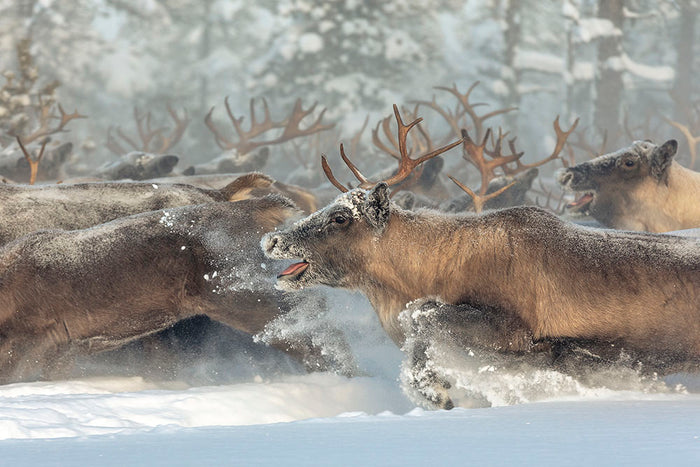 Reindeers III Wall Mural Wallpaper