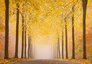 Autumn Road Wall Mural Wallpaper - Canvas Art Rocks - 1