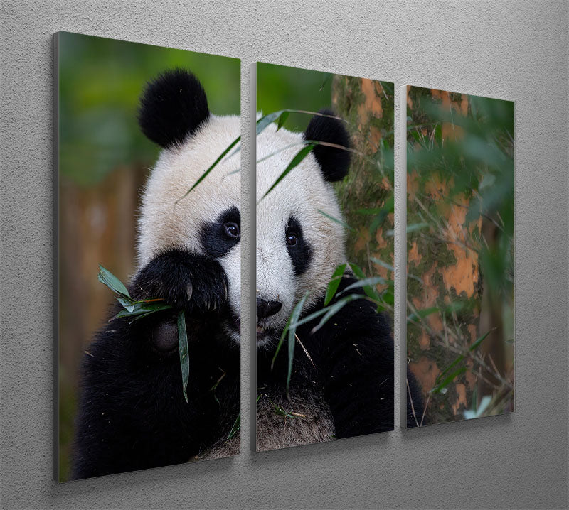 Bamboo Time 3 Split Panel Canvas Print - Canvas Art Rocks - 2