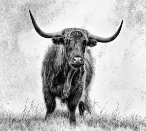 Highland Cow Wall Mural Wallpaper - Canvas Art Rocks - 1