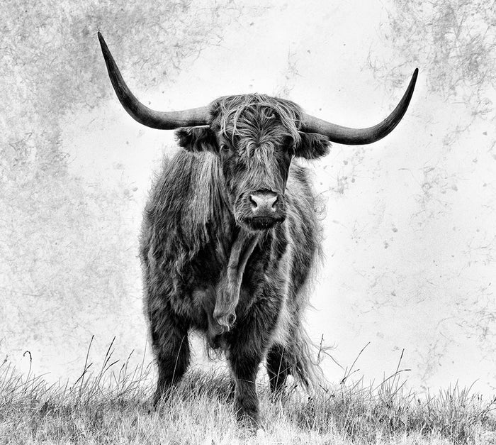 Highland Cow Wall Mural Wallpaper