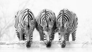 Zebras Drinking Wall Mural Wallpaper - Canvas Art Rocks - 1