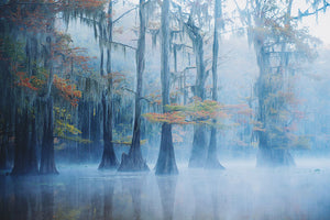 Foggy Swamp Morning Wall Mural Wallpaper - Canvas Art Rocks - 1