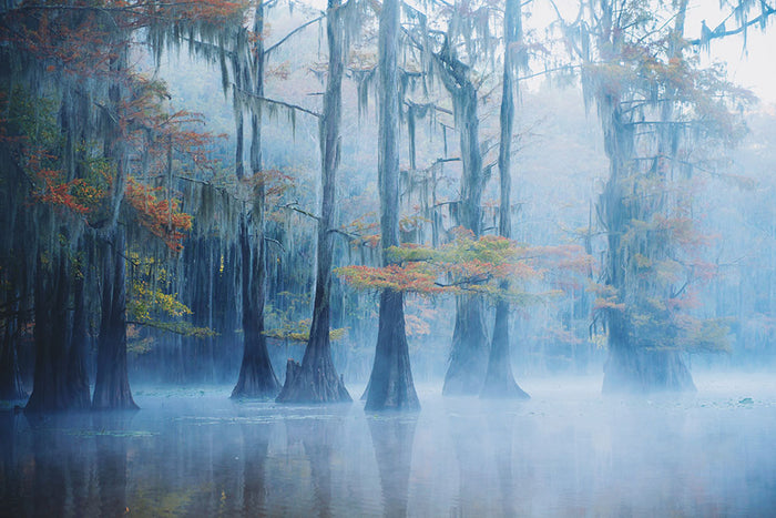 Foggy Swamp Morning Wall Mural Wallpaper