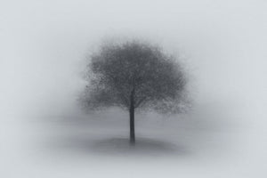 Tree In Fog Wall Mural Wallpaper - Canvas Art Rocks - 1