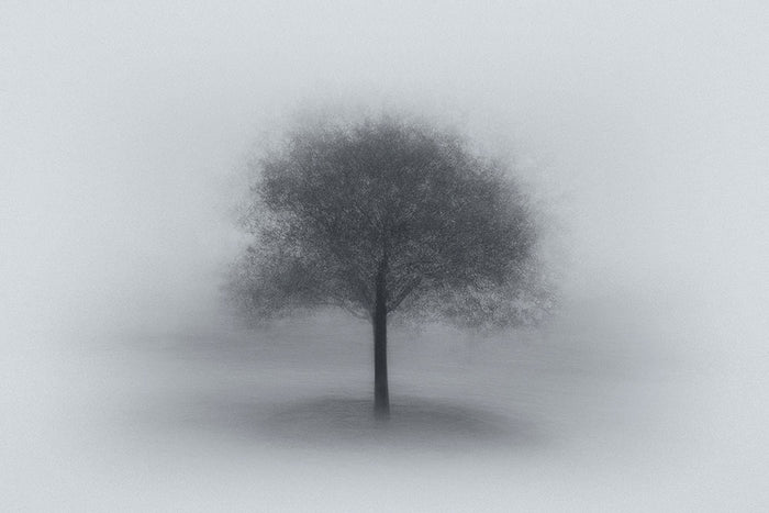 Tree In Fog Wall Mural Wallpaper