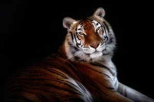 Serenity Tiger Wall Mural Wallpaper - Canvas Art Rocks - 1