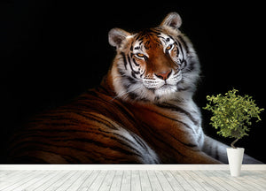 Serenity Tiger Wall Mural Wallpaper - Canvas Art Rocks - 4