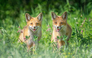 Foxes In Sprint Wall Mural Wallpaper - Canvas Art Rocks - 1