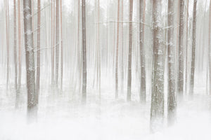 Winterforest In Sweden Wall Mural Wallpaper - Canvas Art Rocks - 1