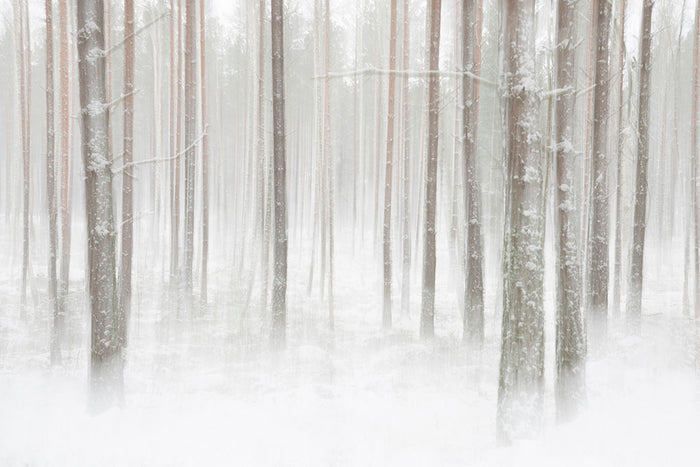 Winterforest In Sweden Wall Mural Wallpaper