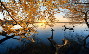 Autumn Morning Wall Mural Wallpaper - Canvas Art Rocks - 1