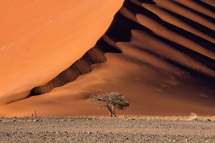 The Dune And The Tree Wall Mural Wallpaper