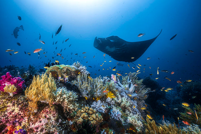 Manta Reef On The Reef Wall Mural Wallpaper