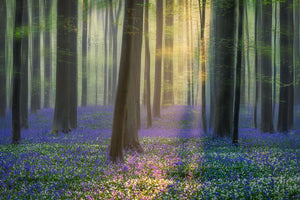 Daydreaming Of Bluebells Wall Mural Wallpaper - Canvas Art Rocks - 1