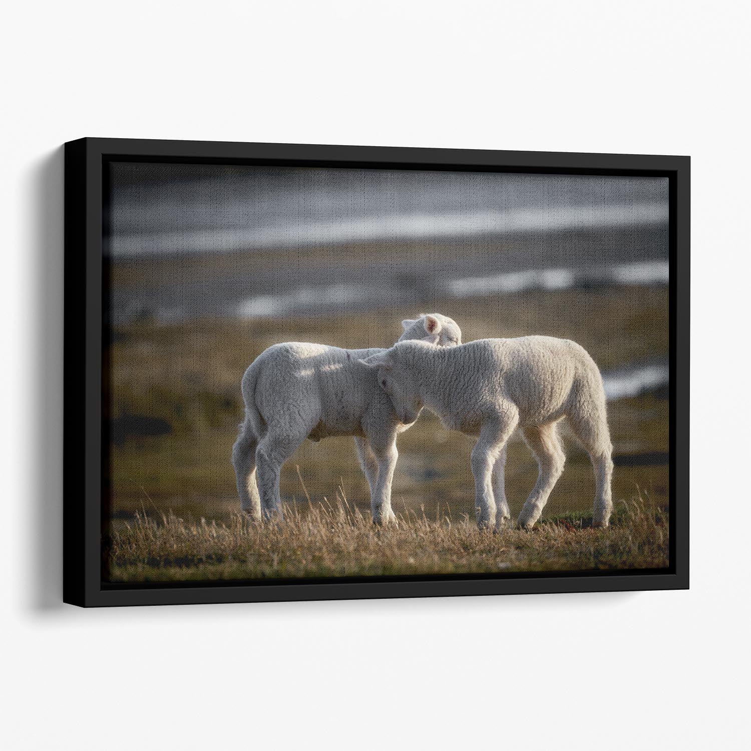 Lambs Floating Framed Canvas - Canvas Art Rocks - 1