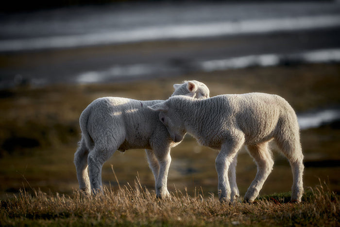 Lambs Wall Mural Wallpaper