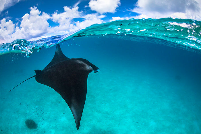 A Reef Manta Ray In Mayotte Wall Mural Wallpaper