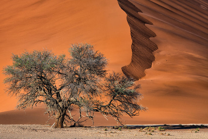 Acacia In The Desert Wall Mural Wallpaper