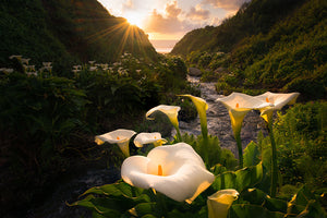 Calla Lily World Wall Mural Wallpaper - Canvas Art Rocks - 1