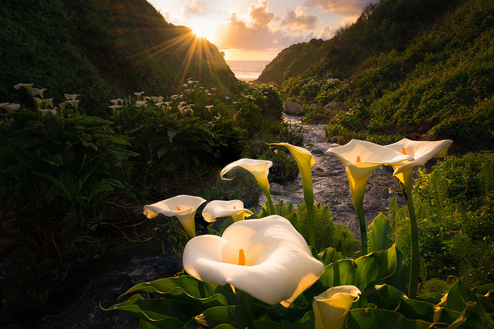 Calla Lily World Wall Mural Wallpaper