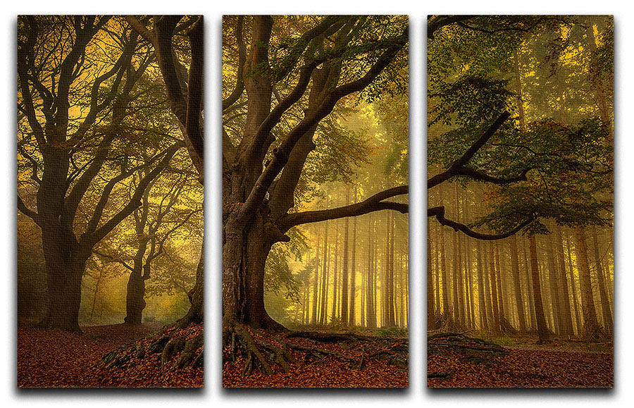 Old Tree 3 Split Panel Canvas Print - Canvas Art Rocks - 1