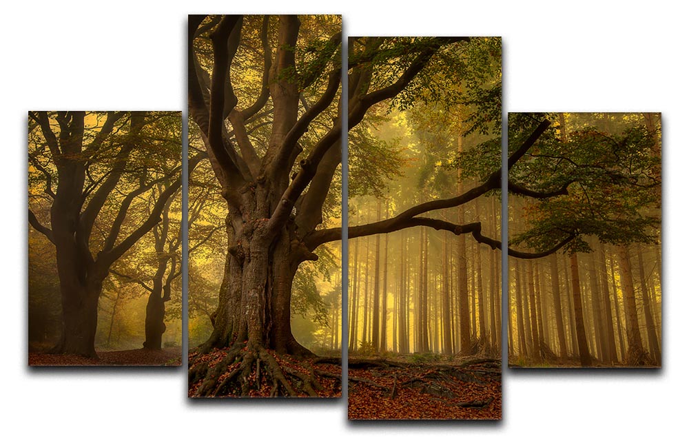 Old Tree 4 Split Panel Canvas - Canvas Art Rocks - 1