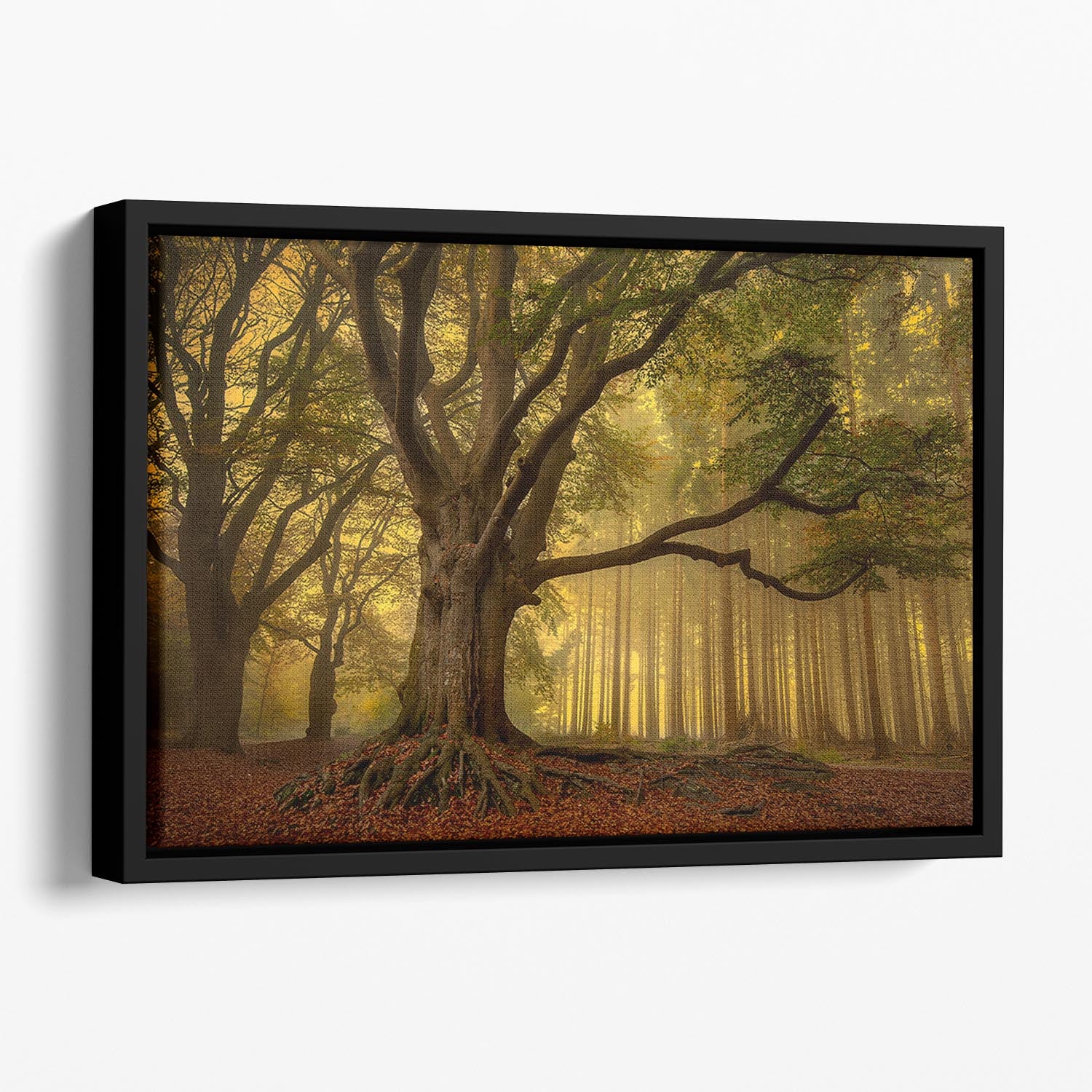 Old Tree Floating Framed Canvas - Canvas Art Rocks - 1