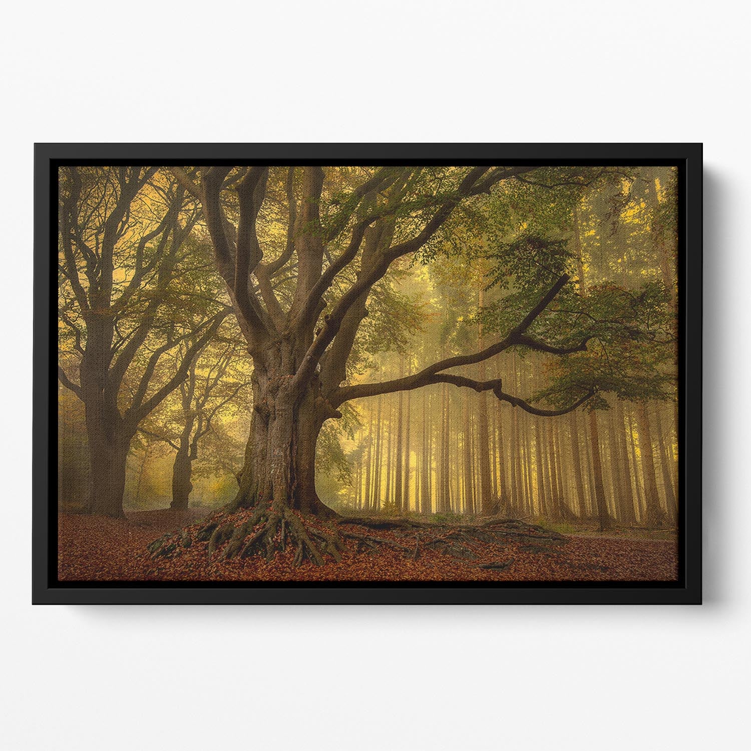 Old Tree Floating Framed Canvas - Canvas Art Rocks - 2