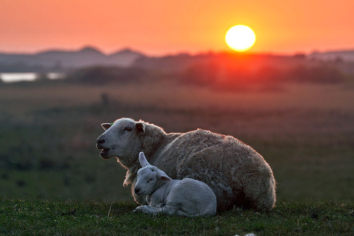 Sleep well Sheep Wall Mural Wallpaper