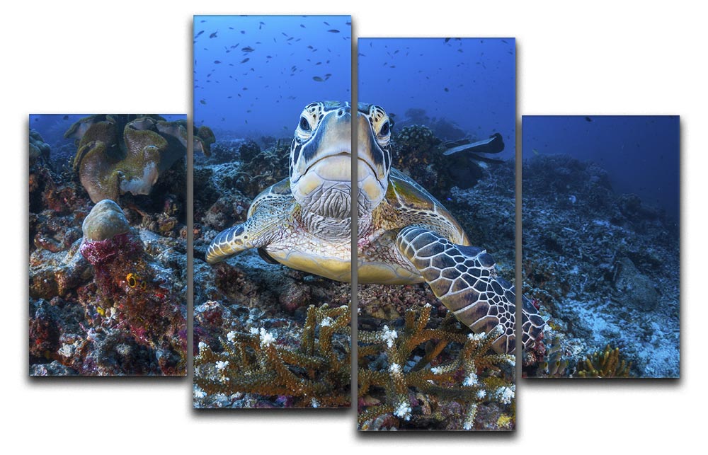 Face To Face With A Green Turtle 4 Split Panel Canvas - Canvas Art Rocks - 1