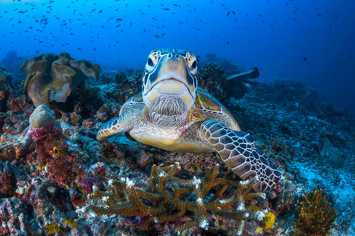 Face To Face With A Green Turtle Wall Mural Wallpaper