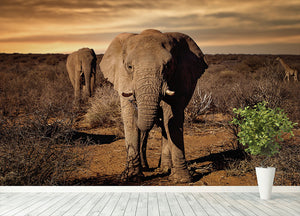 Elephant Posing Wall Mural Wallpaper - Canvas Art Rocks - 4