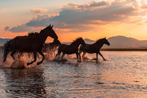 Water Horses Wall Mural Wallpaper - Canvas Art Rocks - 1