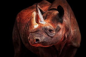 Rhino Posing Wall Mural Wallpaper - Canvas Art Rocks - 1