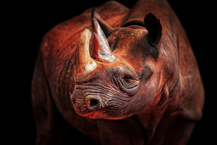 Rhino Posing Wall Mural Wallpaper