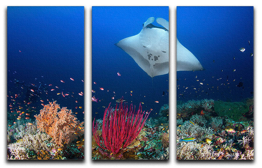 Ocean Manta Ray On The Reef 3 Split Panel Canvas Print - Canvas Art Rocks - 1