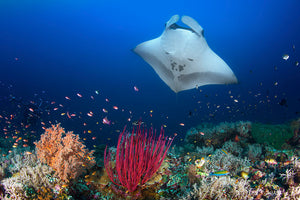 Ocean Manta Ray On The Reef Wall Mural Wallpaper - Canvas Art Rocks - 1