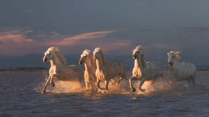 Camargue horses on sunset Wall Mural Wallpaper